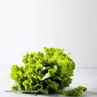 Container Lettuce 7 Secrets to Grow Your Best Salad